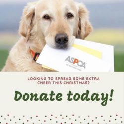 Our Rumson and Hazlet Offices will be accepting donations for the ASPCA! Look for our donation boxes at our front desk and donate today! 